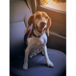 BEAGLE CLUB!