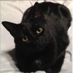 Black cat club!
