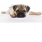 Pug Daycare
