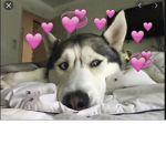 Gohan The Husky Fan Club