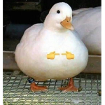 QueMirasJoto