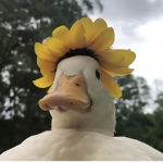 _Duckies•
