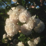 BloomCore