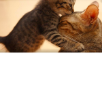 The Cat Crew Original