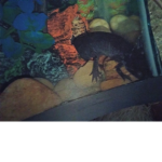 Atticus axolotl world