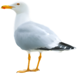Seagullz Fan club