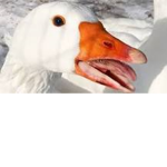 geese reunite