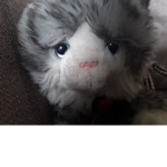 Kitty cat fans group