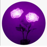 Purple_Roses