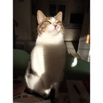 L GATTINI SELVAGGI