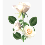 -_White Roses Clothing_-