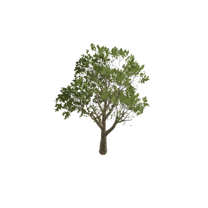 Realistic Maple Tree