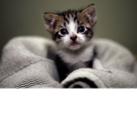 Who loves the cats join my group is ok Arab