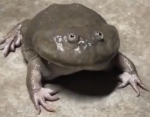 Frog Emperors