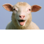 Bah Bah Sheep Fan Club