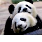 If you love pandas join this group :)