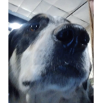 The dog group for people who love dogs