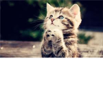 Praying Kittens