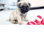 Pugs™ Group Thumbnail