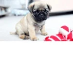 Pugs™ Group Thumbnail