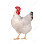 The chicken noogetts