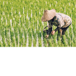 The Rice Farmers Of Robloxia
