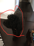 Dog fans groups