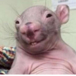 Rthro Rats