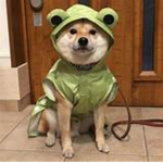 The froggo doggo group