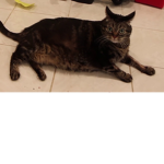 kittywittys_plays