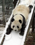 La._.team.panda