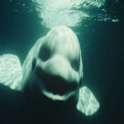 CREEPY WHALE Roblox decal
