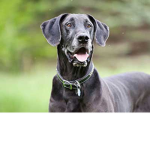 KING ZEUS