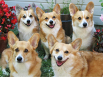 corgi fan club :3