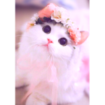 Meow - woeM