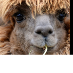 Llamas United Together