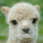 nación de los llamas