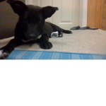 Astra Puppy Studios