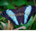 Mariposa Co.