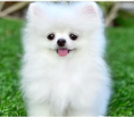 Cuteies 123