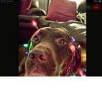 Christmas puppies Luke