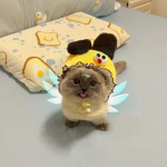 Supremacy of Xiao Jie