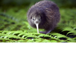 Purple Kiwi :)