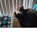 Cat community group
