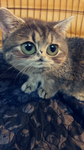 The kitty potato