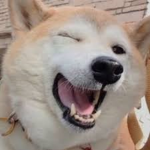The Doggos of wisdom