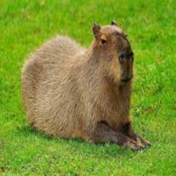 Capybara. [UPDATE]