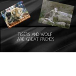 Xx tiger squad Xx