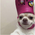 Dog crock