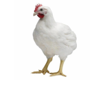 mafia de pollos